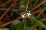 Woodland false buttonweed